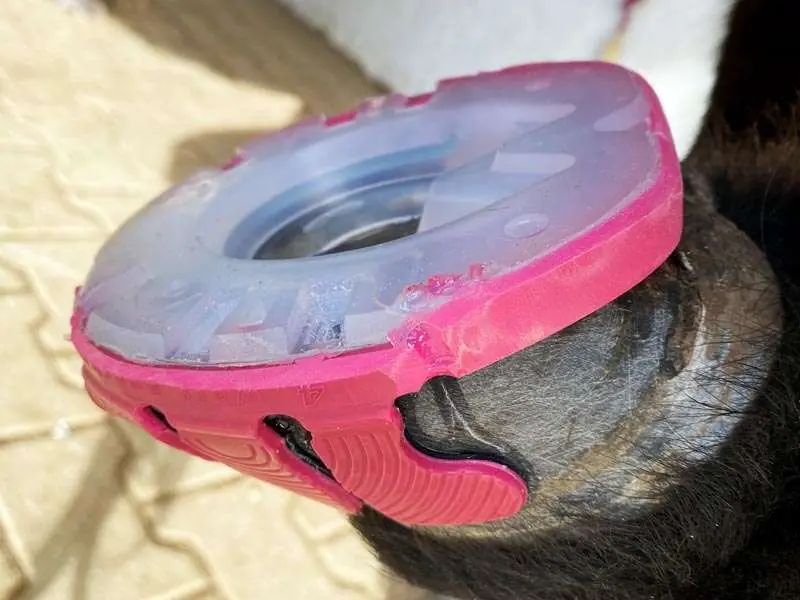 A hoof with a glue-on horseshoe, featuring pink glue-on tabs and pink colored strips