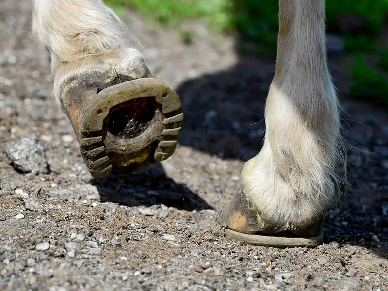 Gros plan sur les sabots d’un cheval ferré avec des fers à pince ouverte. Le cheval marche au pas sur un chemin de gravier, à côté d’une prairie verte.