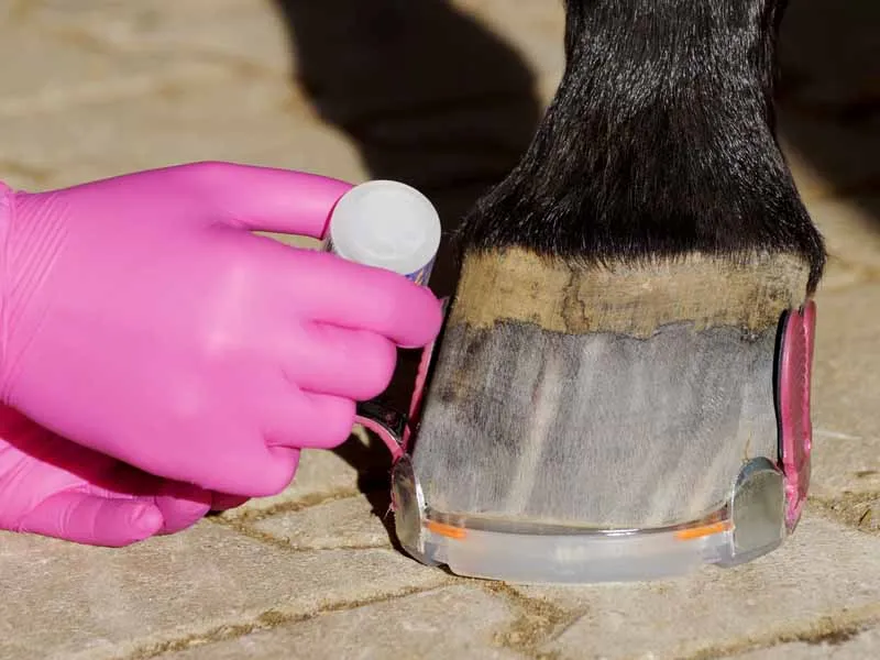 A farrier applies adhesive to a pink glue-on tab to secure a glue-on horseshoe with side clips to the horse’s hoof.