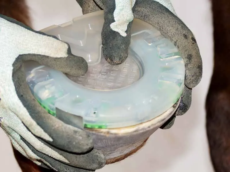 The farrier checks the fit of a shock-absorbing horseshoe with integrated hoof pad and side clips on the horse’s hoof.