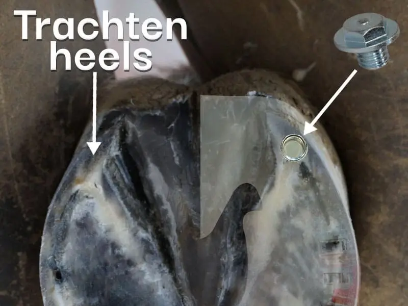 explain the correct position of studs on the hoof