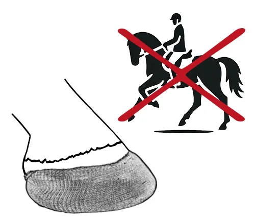 A horse with a cast horseshoe must not be ridden.