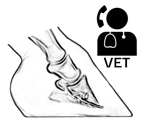 X-ray image of a hoof with a veterinarian symbol to indicate that a veterinarian should be involved when applying a laminitis shoe.