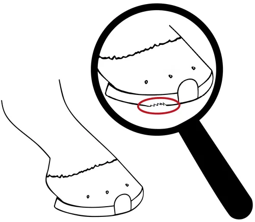 The following issues should be checked during daily inspection of hoof protection: a frayed ground surface of a Duplo shoe.