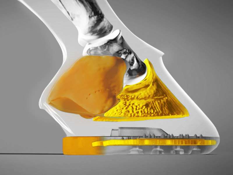 Detailed view of the hard and soft components in the hoof and the underlying composite horseshoe