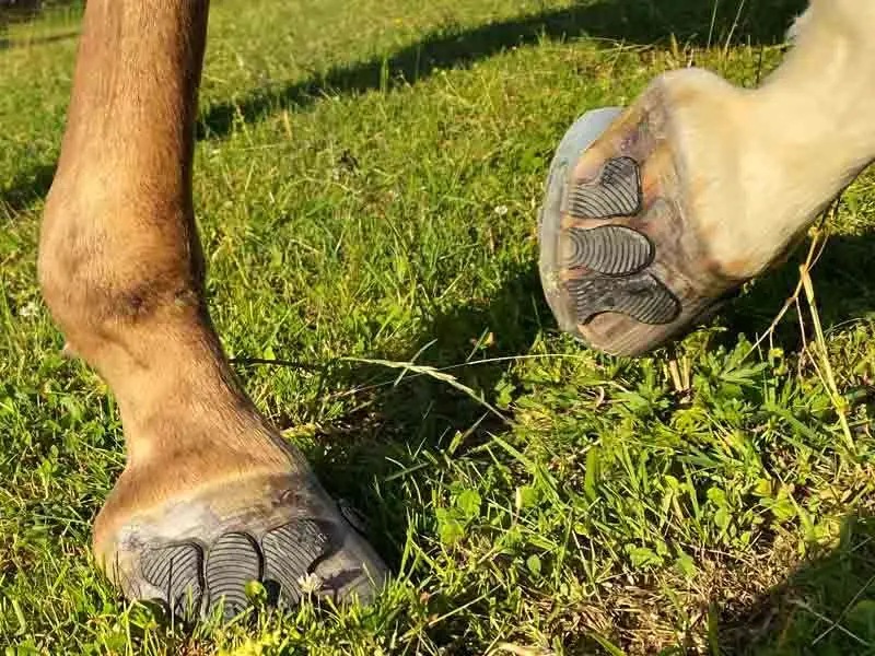 cascos con un herraje pegado en un prado