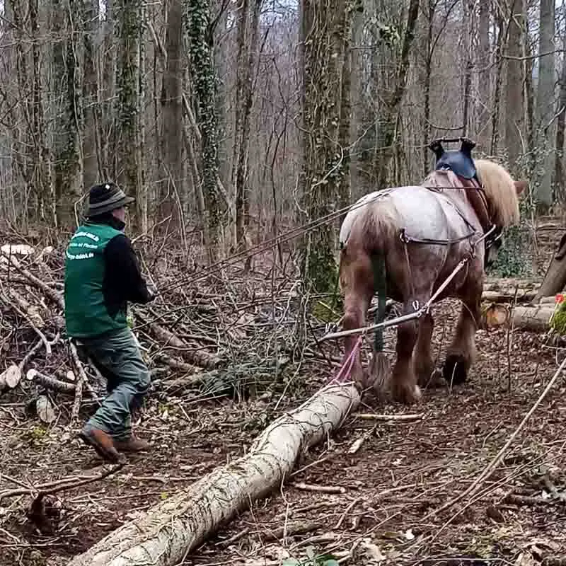 Un caballo de tiro arrastra un tronco a través del bosque.