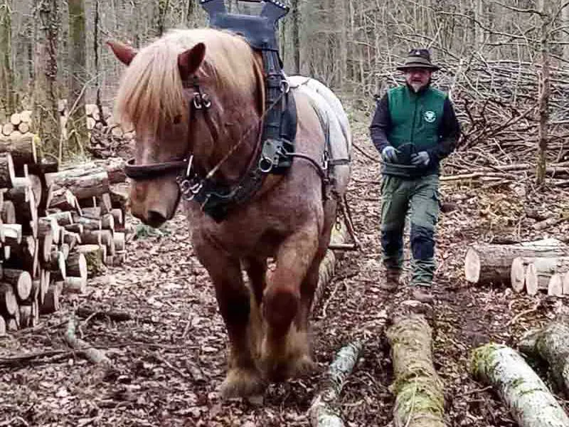 Un caballo con herraje alternativo de amortiguación para caballos de tiro trabajando en el bosque.