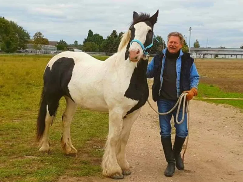 Clydesdale con herradura pegada