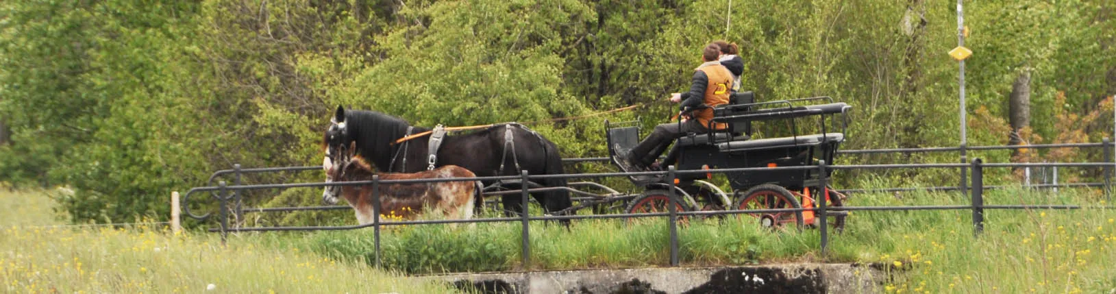 Una pareja cruza un puente en un coche de caballos, acompañada por un burro que camina al lado.