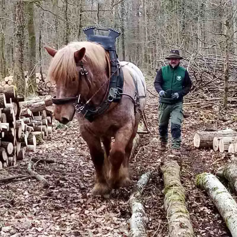 Caballo arrastrando madera con Heavy Duty Shoes.