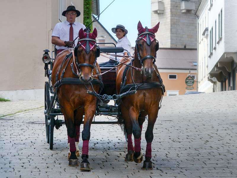 carriage team on cobblestone pavement in the city
