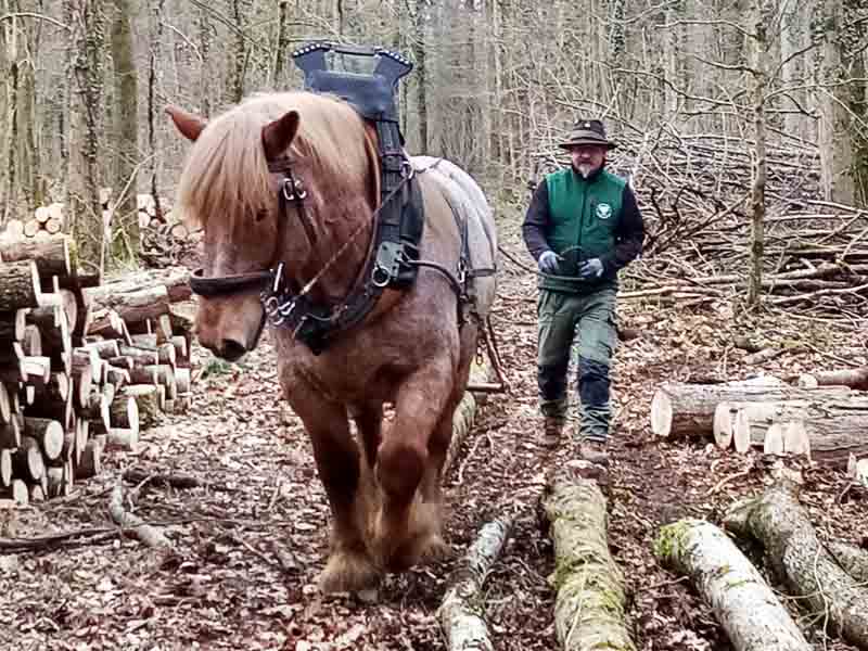 draft horse at forestry work
