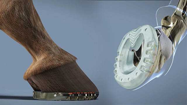 lateral and side view - a hoof shod with a composite shoe