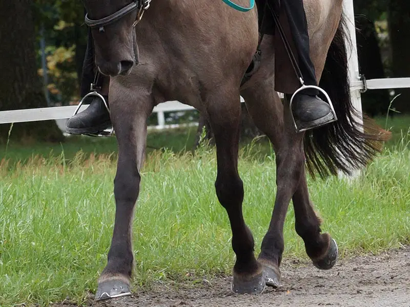 An Icelandic horse is being ridden on an oval track. You can see that the horse's hooves are shod with steel shoes.