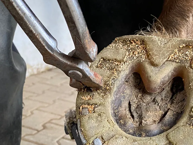 Close-up of removing a used composite horseshoe. The farrier uses nail pullers to extract a horseshoe nail from the hoof.