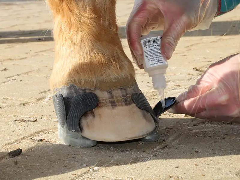 glueing an open-toed horseshoe to a hoof