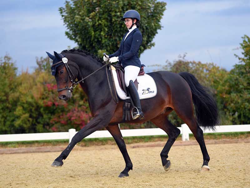 A horse in the dressage arena.