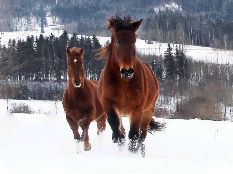 horses running on a pasture in winter