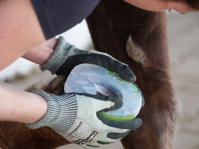 The farrier checks the fit of the glue-on horseshoe before final application to the horse’s hoof.