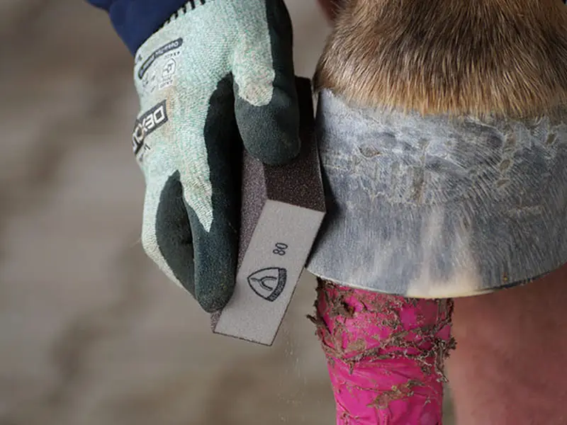 The hoof wall is roughened using a sanding block with a grit size of 80.