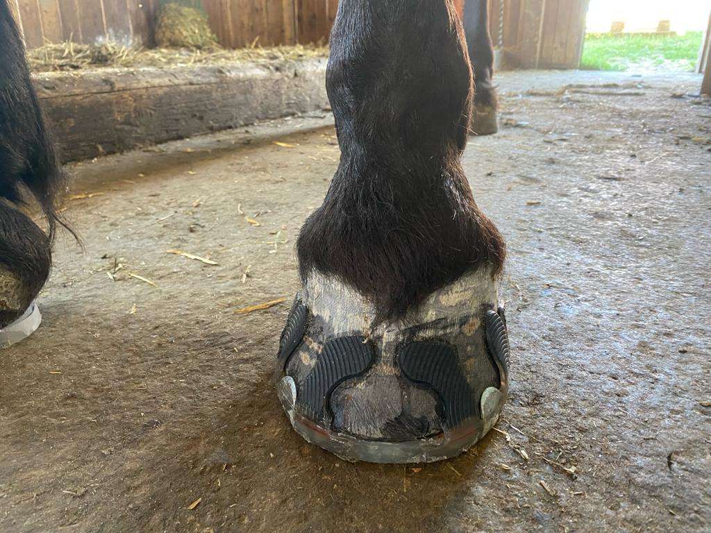 Hoof of a Noriker mare with glue-on shoeing