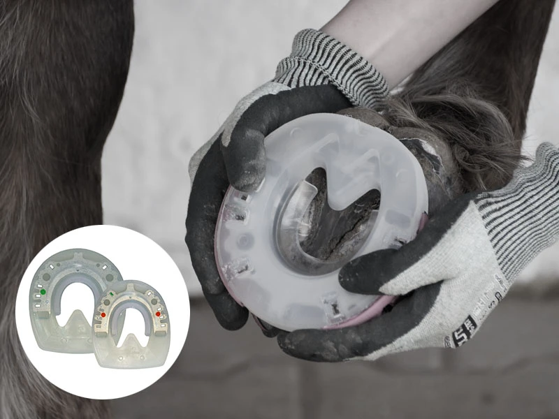 The farrier tests the position of the Nailless composite horseshoe with stabilizing steel core and shock-absorbing plastic coating on the horse’s front hoof.