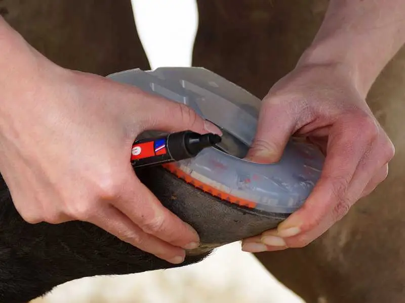 check the fit of the horse shoe on the hoof