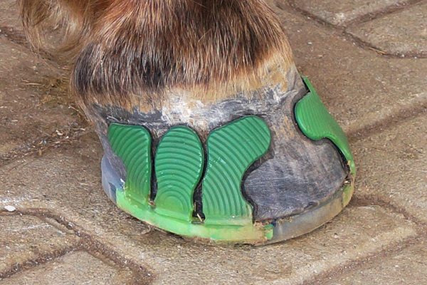 Hoof with Duplo Composite Horseshoe and Green Glue-On Tabs Wolf Busch Hoof with Duplo Composite Horseshoe and Green Glue-On Tabs Wolf Busch