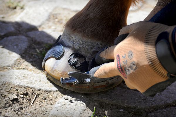 Removing a Glued-On Duplo Composite Horseshoe with a Hoof Knife Removing a Glued-On Duplo Composite Horseshoe with a Hoof Knife