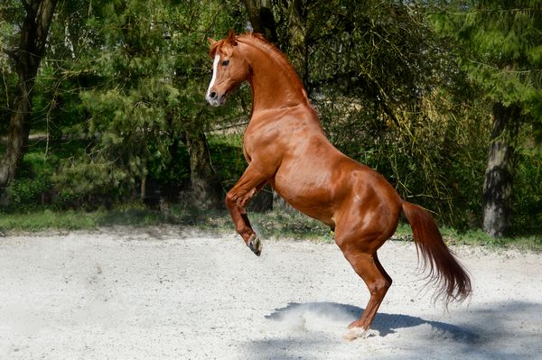 Rearing Arabian Horse with Glued-On Duplo Horseshoes on the Front Hooves Rearing Arabian Horse with Glued-On Duplo Horseshoes on the Front Hooves