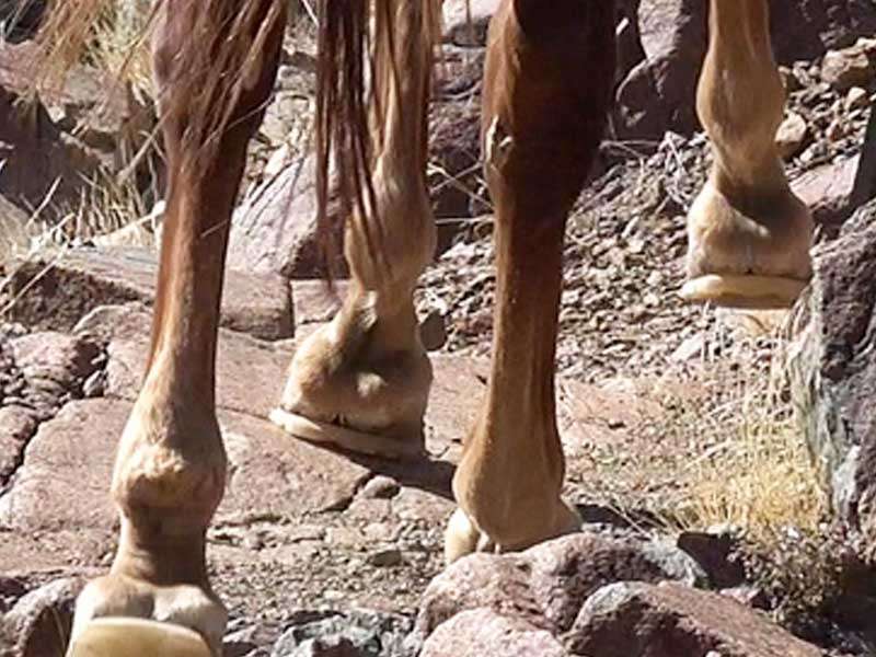 A horse shod with plastic horseshoes walks over a very rocky path.