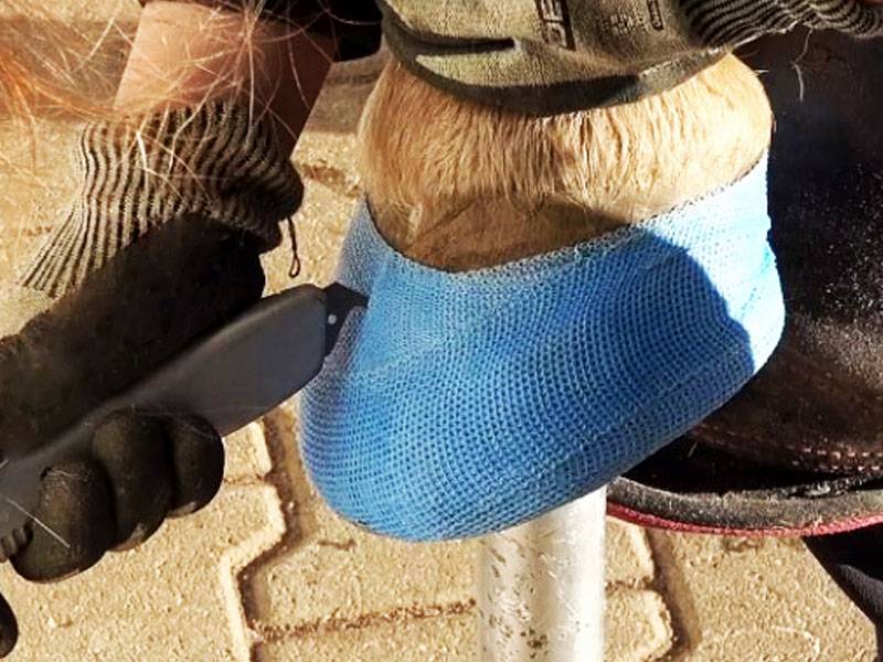  Cutting the casting tape with a utility knife with a hook blade to remove the cast shoe from the hoof