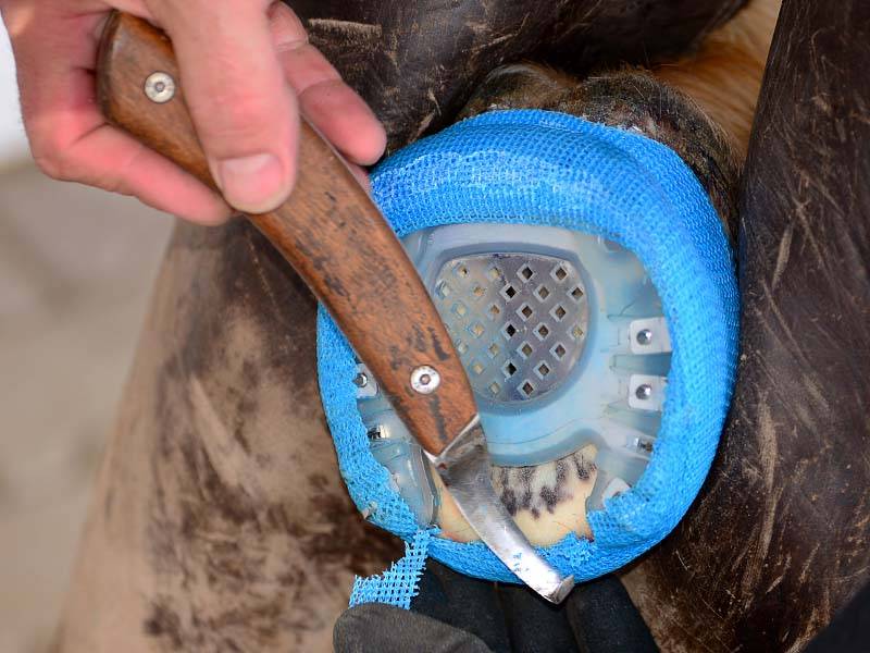 El herrador ajusta la cinta sintético con el cuchillo de casco después de envolverla alrededor del casco.