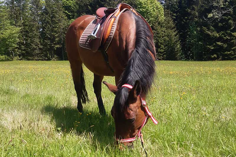 a brown horse is saddled while grazing in a meadow