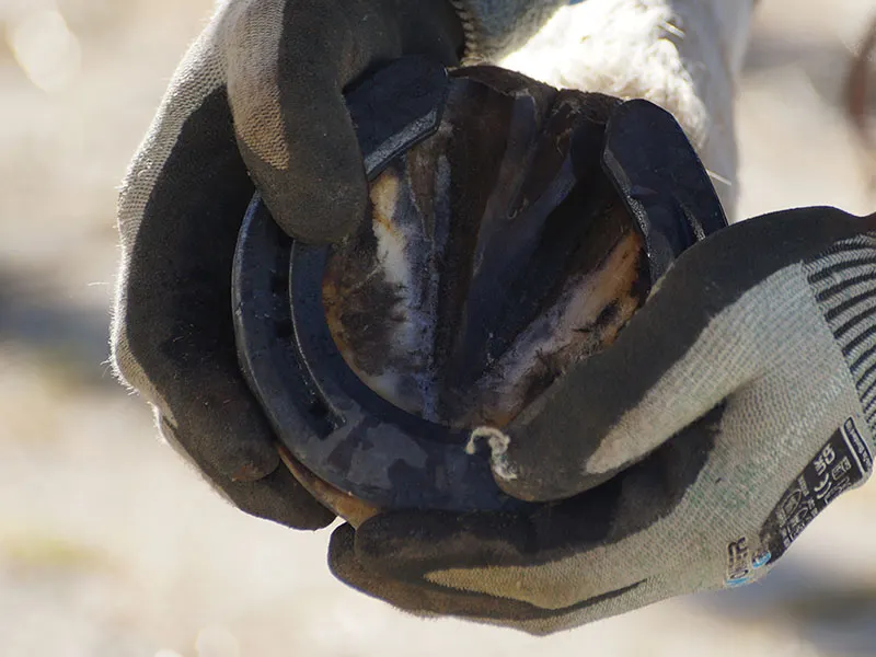The farrier wears WonderGrip cut-resistant gloves while holding the Mustad horseshoe against the hoof to check the fit.