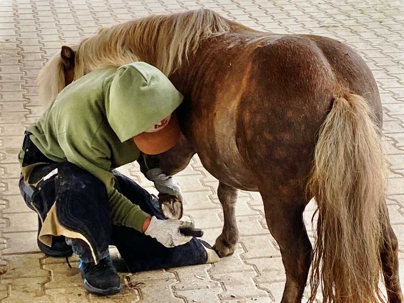 A hoof care specialist kneeling beside a pony while trimming the pony's hoof.
