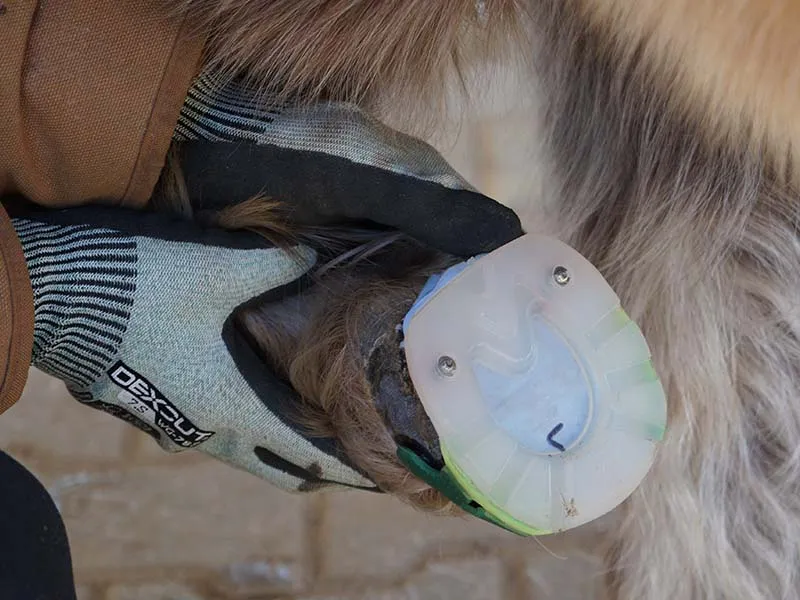 A farrier holding a pony hoof in their hands. The hoof is fitted with a plastic pony horseshoe glued on for hoof protection that is as close to barefoot as possible. For optimal grip, two spikes similar to studs used with traditional horseshoes are screwed into the heel area.