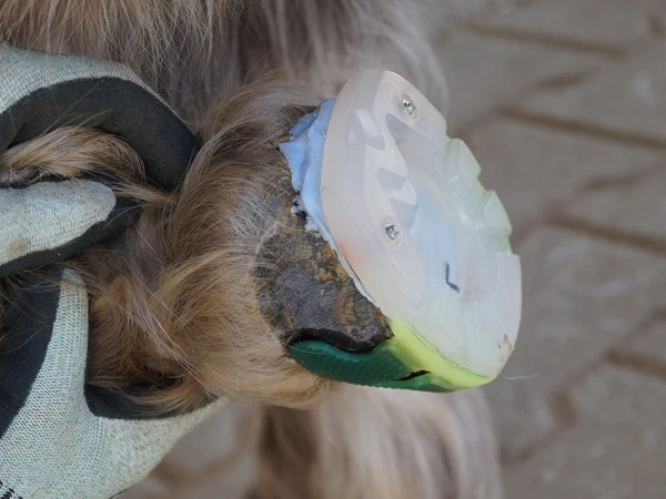 Vue détaillée d'un sabot de poney équipé d'une ferrure en plastique collée. Il s'agit d'une ferrure spéciale avec un coussin bleu pour sabot.