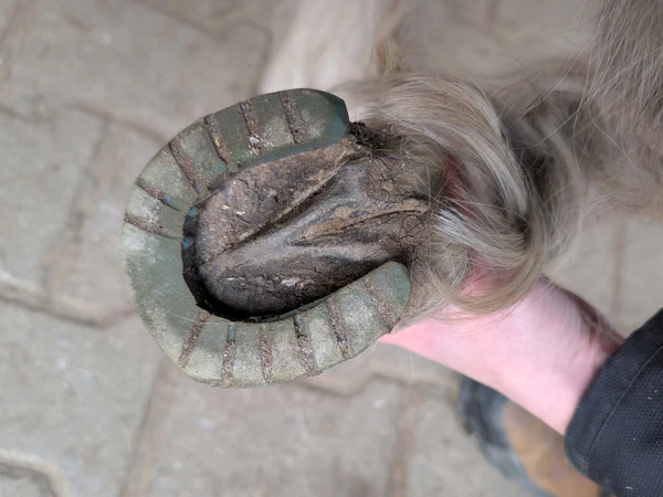 Vue détaillée d'une ferrure pour poney modifiée.