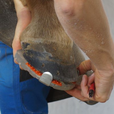 un herrador prueba si la herradura con pestañas laterales tiene la talla correcta para el casco