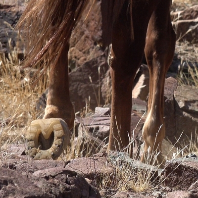 un cheval ferré avec des fers composites marche au pas sur des pierres en Arizona