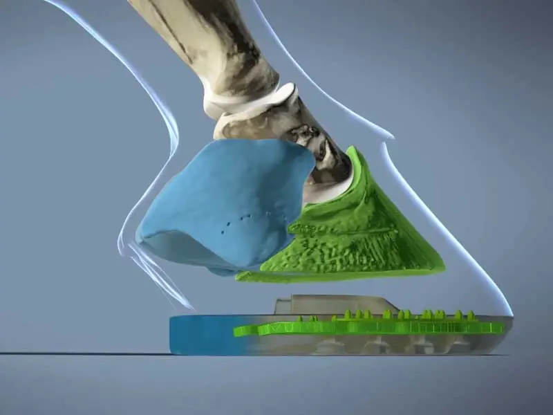 Pictorial representation comparing the hard and soft structures in the hoof based on hoof anatomy and the hard and soft components in the composite horseshoe.