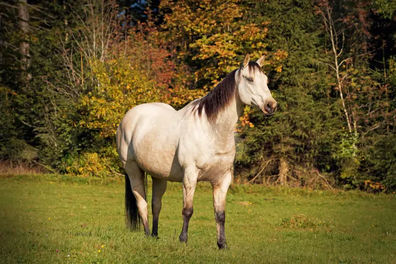 Caballo cuarto de milla con herradura alternativa en los prados en otoño