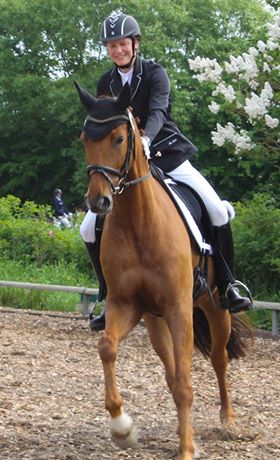 dressage horse on a competition