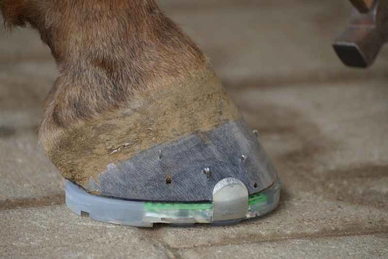Ideal fit of the horseshoe on the horse's hoof- now only clinching is required.