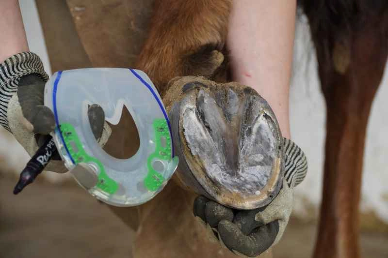 Customizing an alternative shoe composed of a steel core with a plastic shell with quarter clips to the hoof
