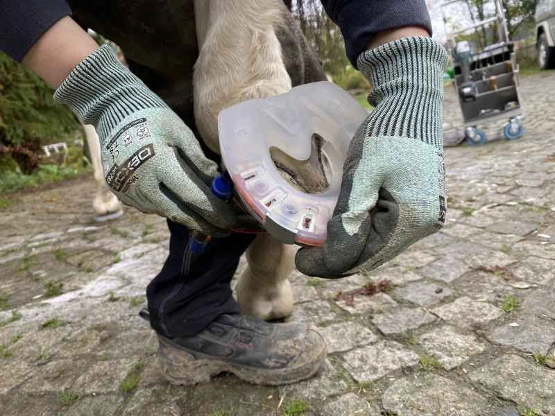Marking the shape of the hoof on the horseshoe