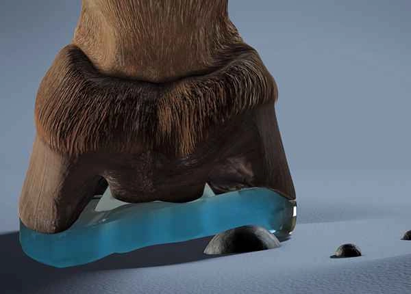 Alternative shoeing encourages the mobility of the elastic hoof structures.