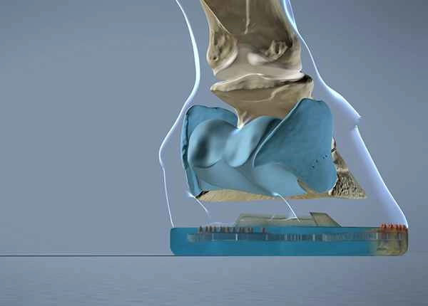 The soft structures of the hoof are provided with optimal shock absorption by the synthetic material.